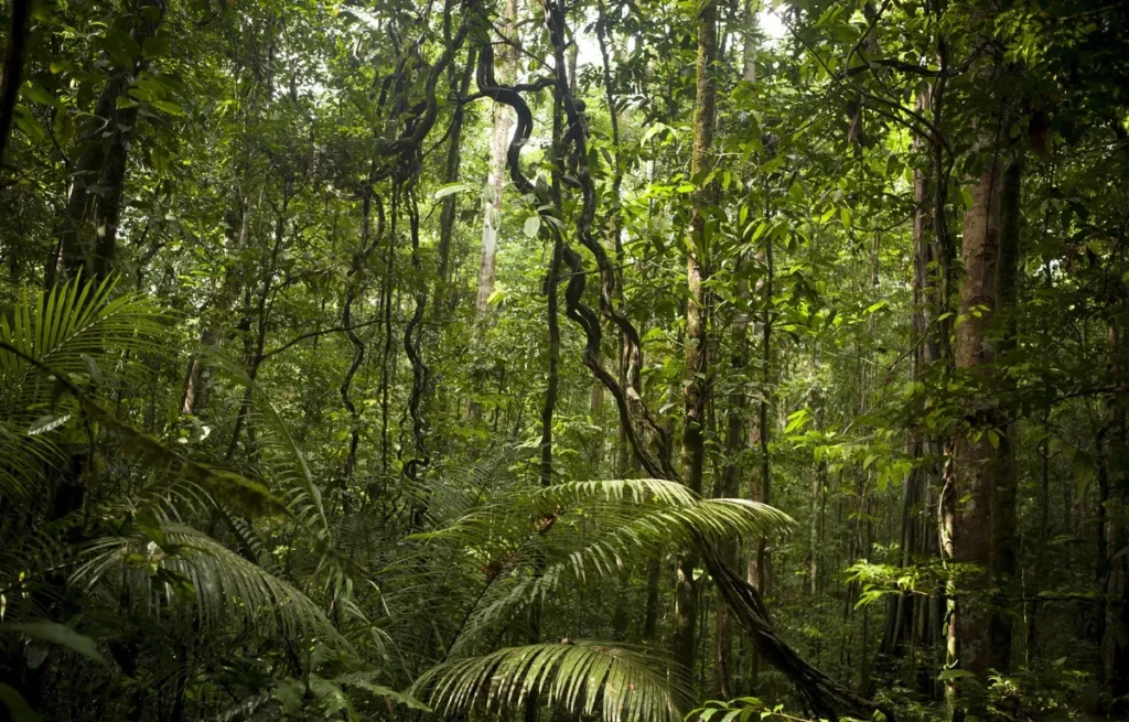 L’Amazonie est au cœur d’un sommet régional au Brésil